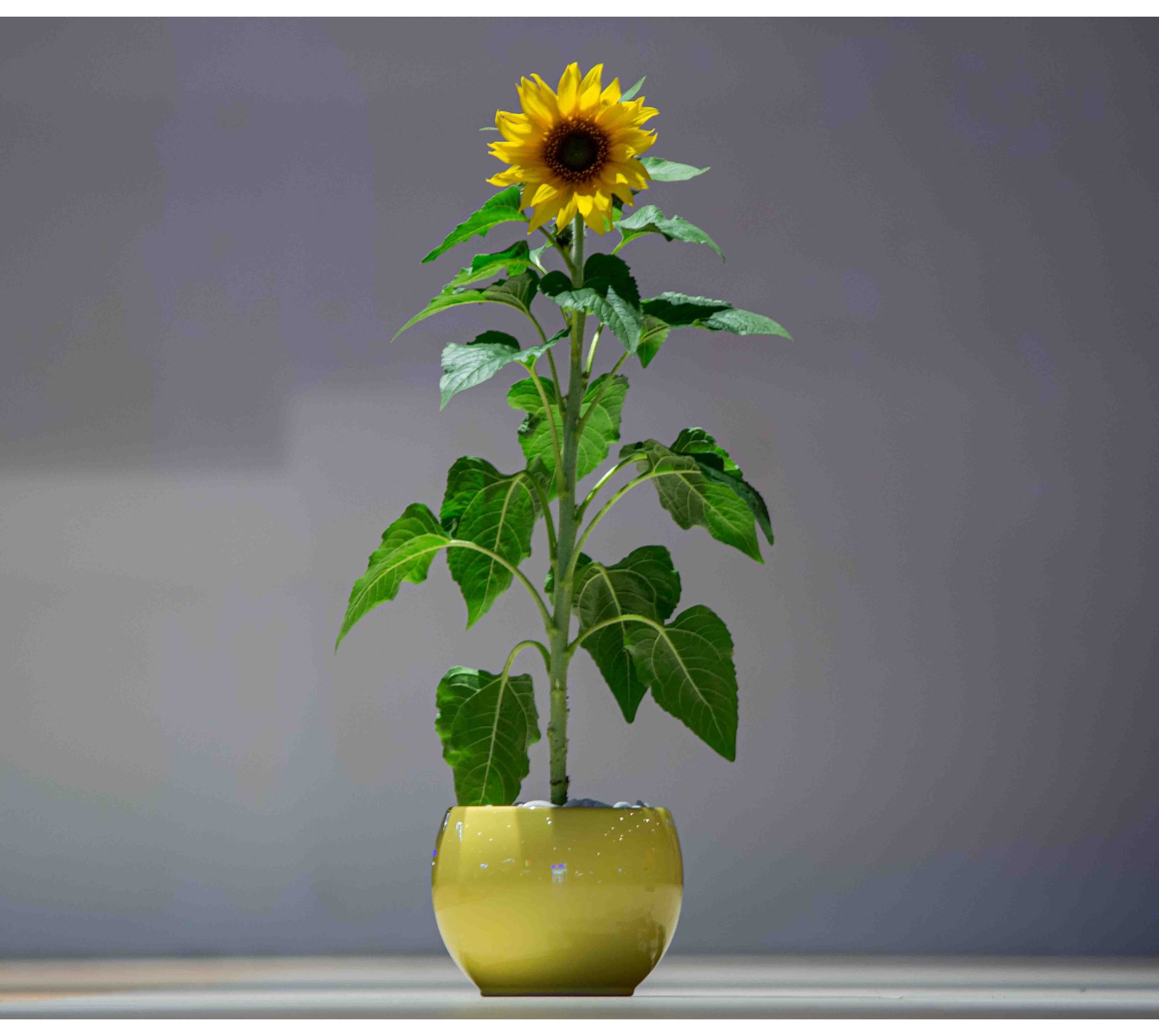 Sunflower Bouquet | عيد الأم 