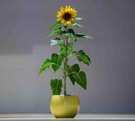 Sunflower Bouquet | عيد الأم 