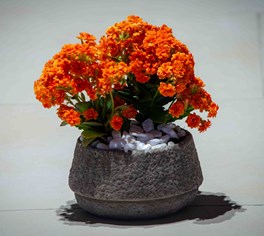 Orange Kalanchoe Plant | عيد الأم 