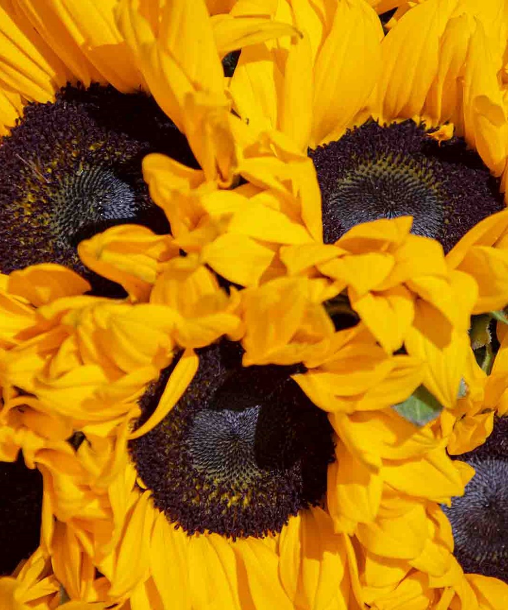 Sunflower Bouquet | باقة اليد 