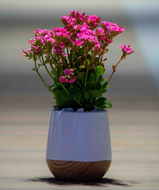 Kalanchoe plant | Mother's Day 